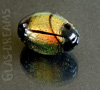 Dichroic-Perle